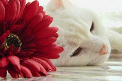 开云体育平台APP-雷霆天降，踏平汽车城，文班亚马展现未来巨星本色