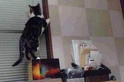 开云sport-泥泞中的权杖，从墨西哥城到NBA总决赛的无形统治力