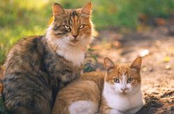 开云体育登录-东决熔炉夜，当加克波的冷锋切开热火