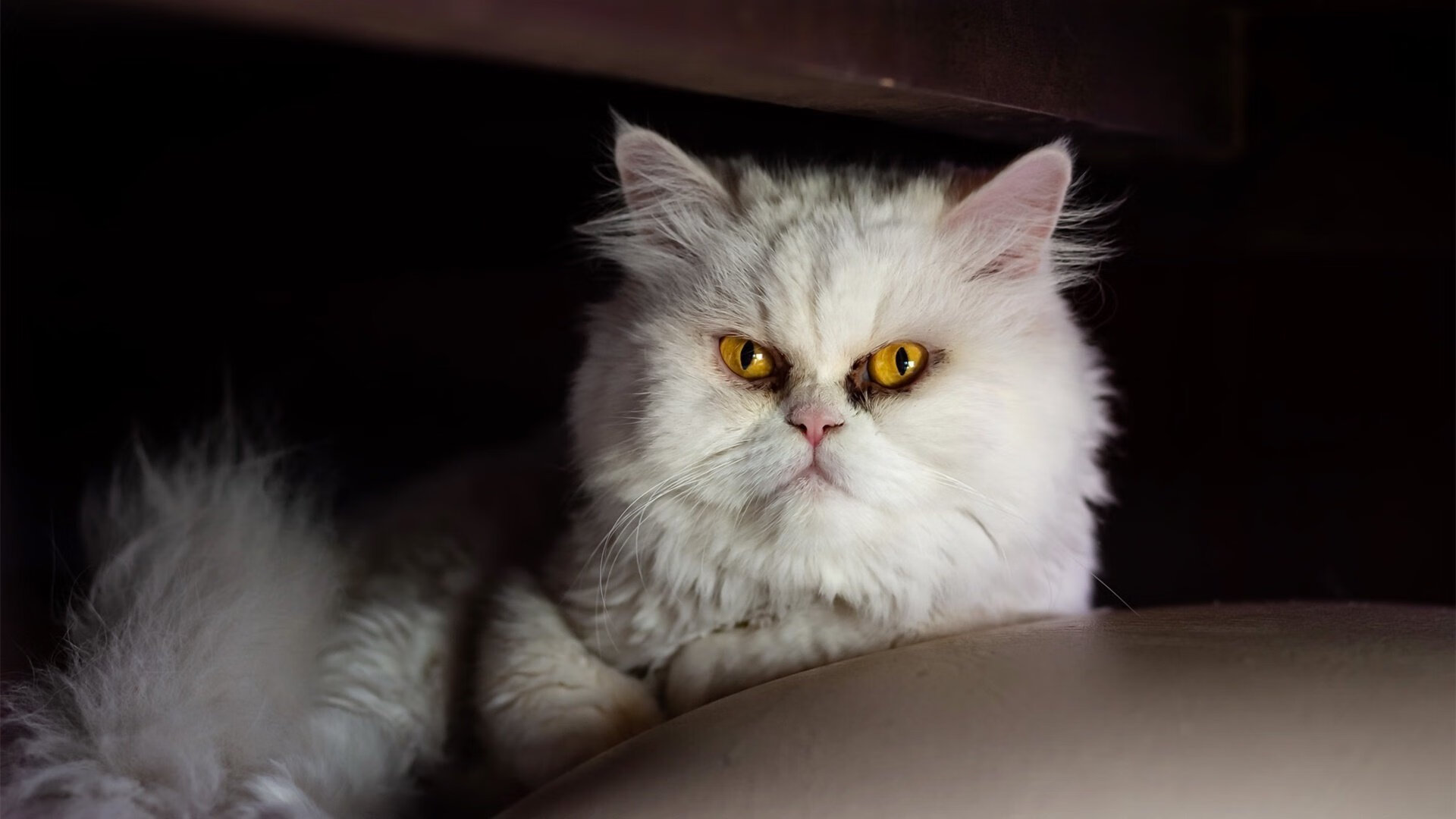 错位的王者，当奥地利战胜瑞士，若日尼奥却统治了温布利