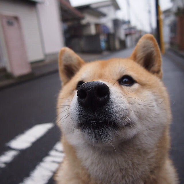 双重奏,德甲争冠夜见证土耳其力量,国家队赛场再奏凯歌