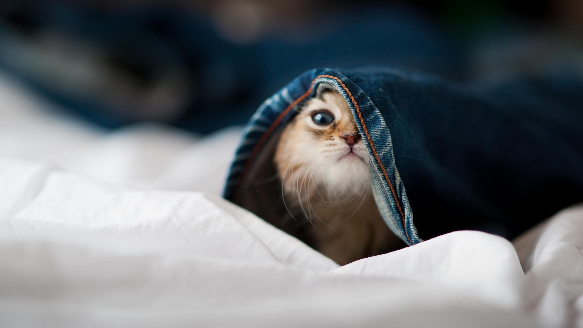 拉梅洛关键节点连续得分主宰战局，奇才强势压制勇士迎关键胜利