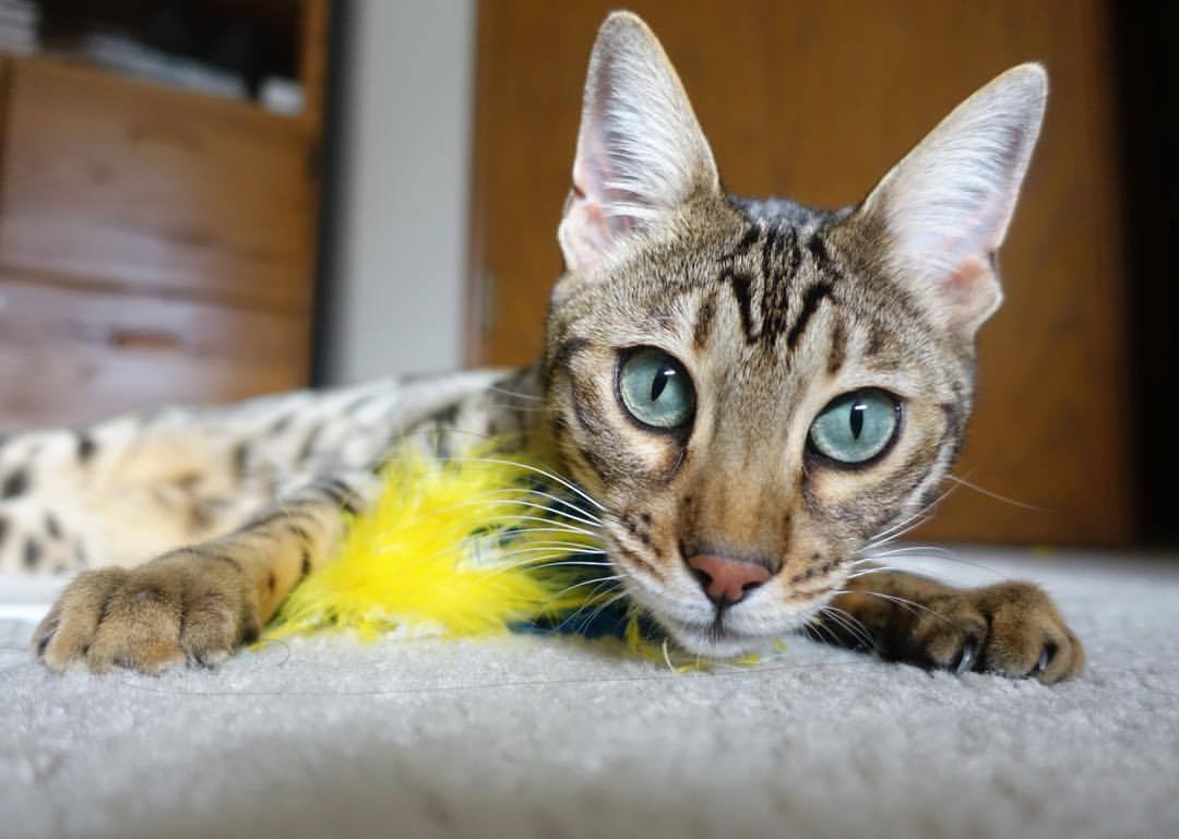 接管时刻,从戈麦斯的德甲绝杀到土耳其争冠战的逆转奇迹