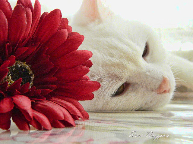 雷霆天降,踏平汽车城,文班亚马展现未来巨星本色