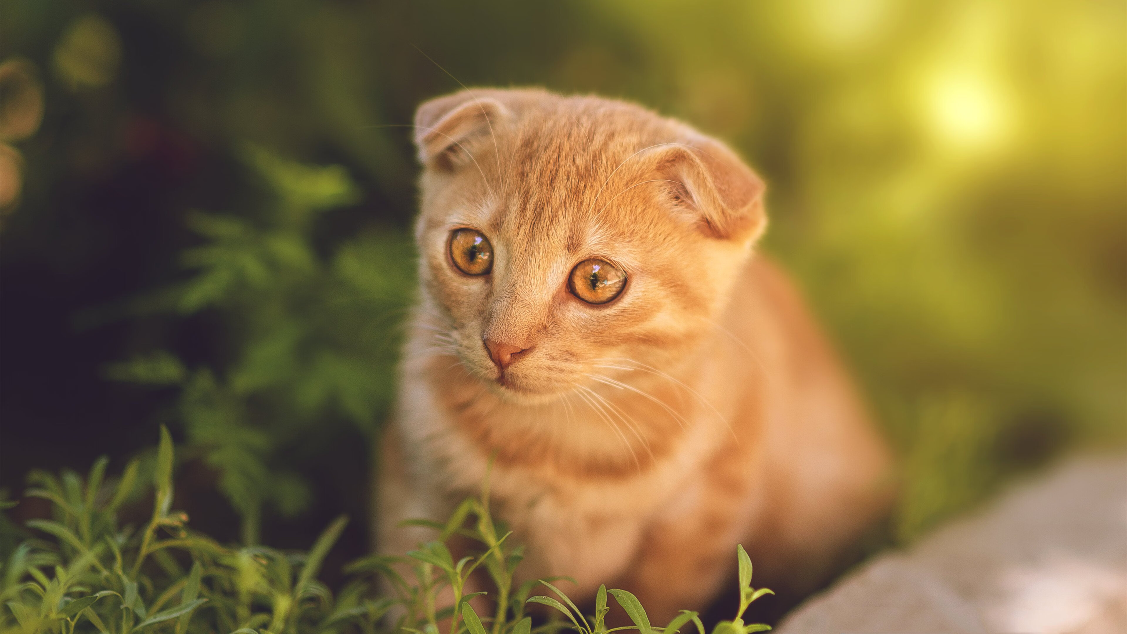 火力全开!霍勒迪高效27分率深圳攻陷辽宁