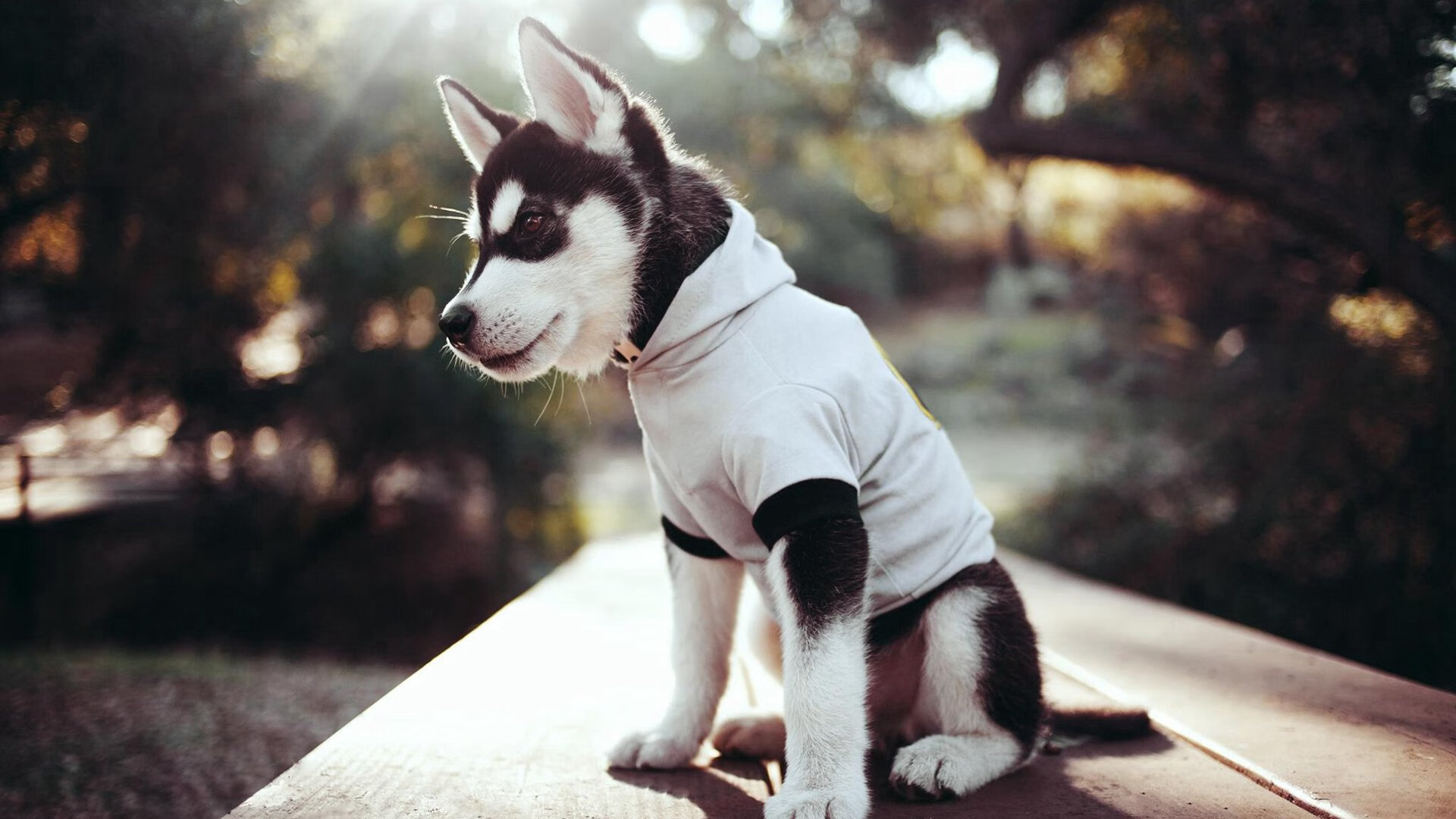 武切维奇爆发独揽35分18篮板,独行侠铁血防守封锁深圳队