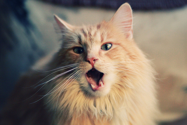 盛夏启示录,厄瓜多尔翻盘曼联与孙兴慜在焦点战的自我正名