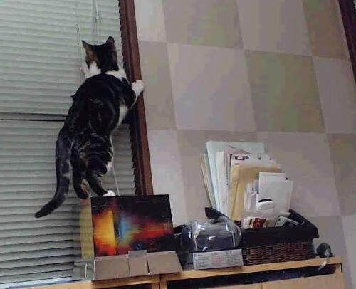 泥泞中的权杖,从墨西哥城到NBA总决赛的无形统治力