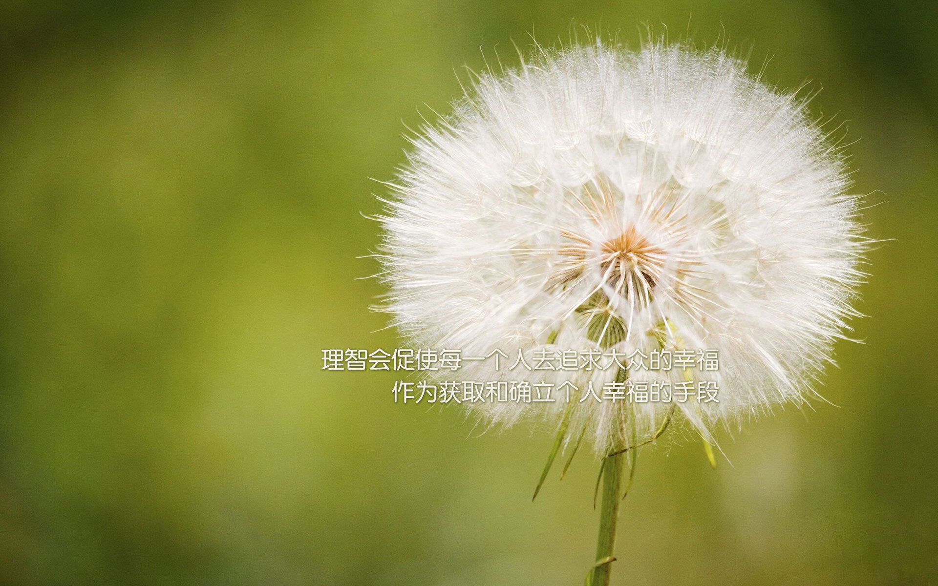 东方铁阵,西方独狼,当CBA霸主广厦奇袭2026北美世界杯焦点战场