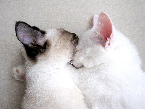 篮球场上的F1速度,莫兰特如赛车手般接管揭幕战,开拓者击溃火箭迎开门红