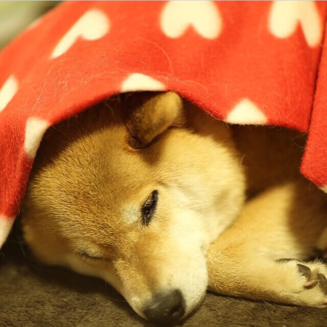 铁血长城，范戴克在世界排名争夺战之夜扛起摇摇欲坠的橙色方舟