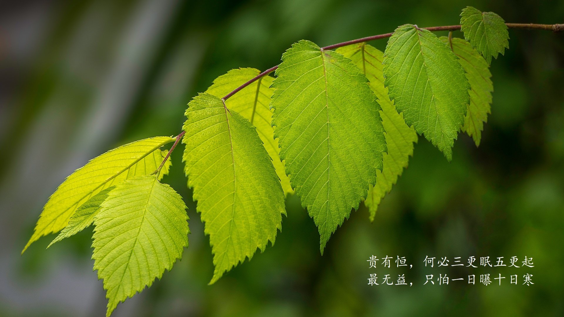 2026世界杯E组暗战，范戴克铁血防线封神，波兰从加纳脚下抢走宿命之胜